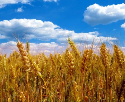 Ростовські аграрії «ополовинили» зерновий план