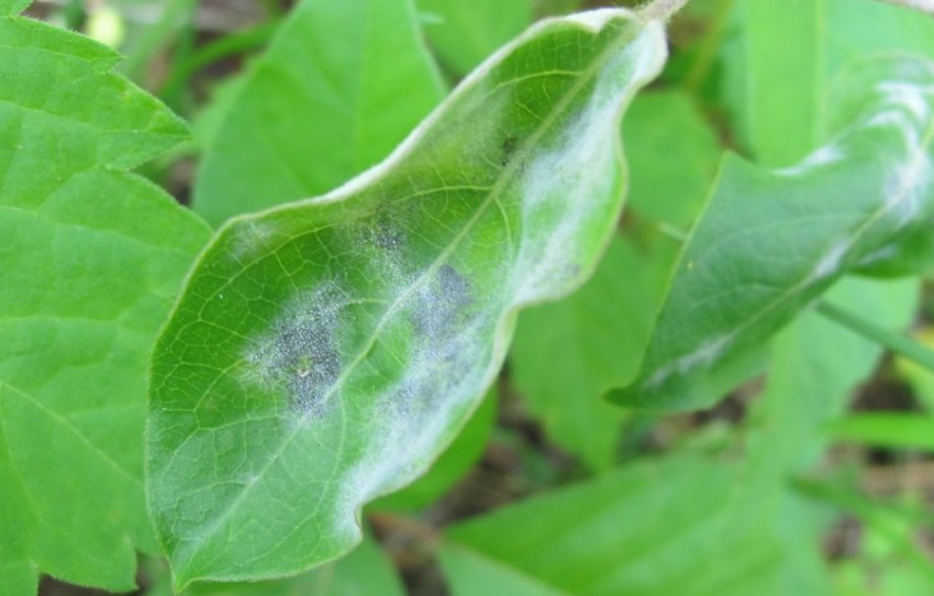 Борошниста роса жимолості Борошниста роса жимолості