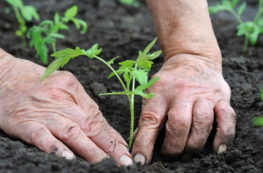Вирощування помідорів Вирощування помідорів
