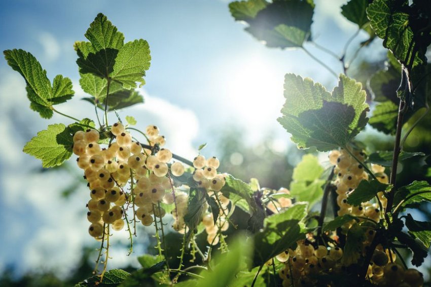 Кущ білої смородини