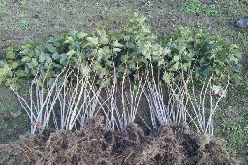 Саджанці смородини