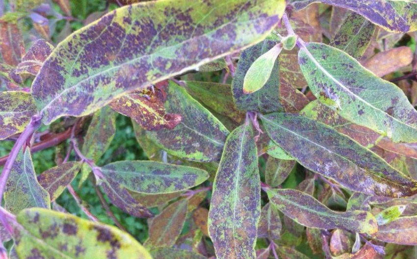 Бура плямистість Бура плямистість