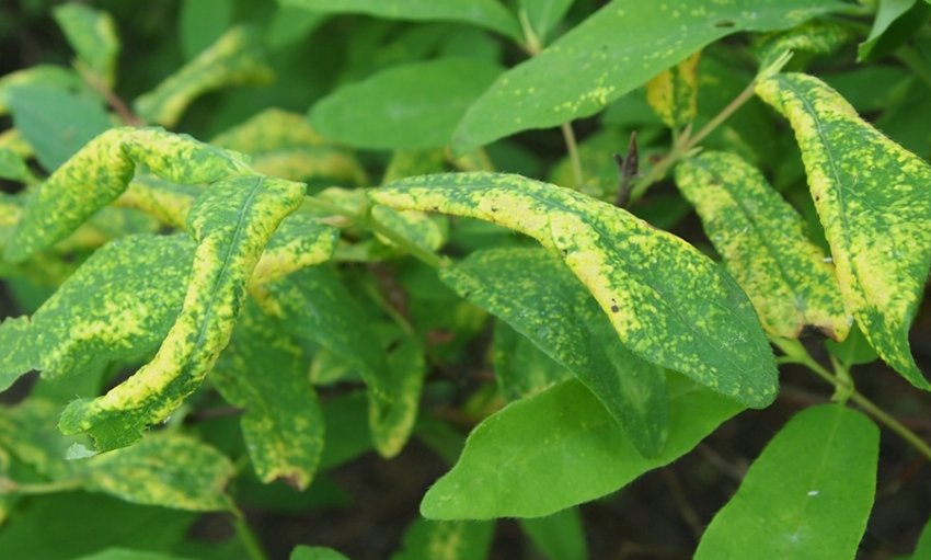 Вірус мозаїки резухи Вірус мозаїки резухи