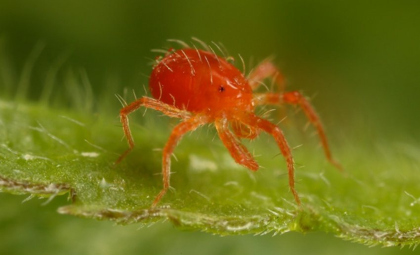 Павутинний кліщ Павутинний кліщ