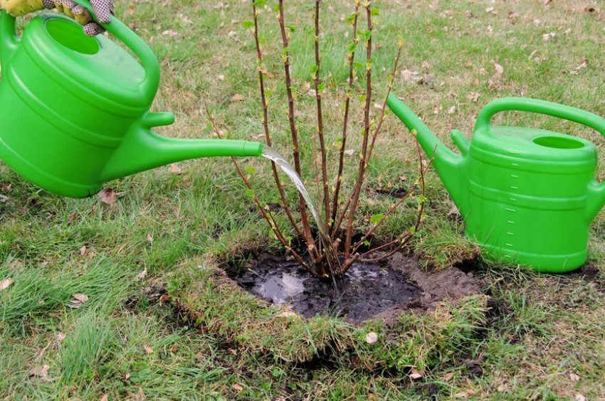 Полив смородини