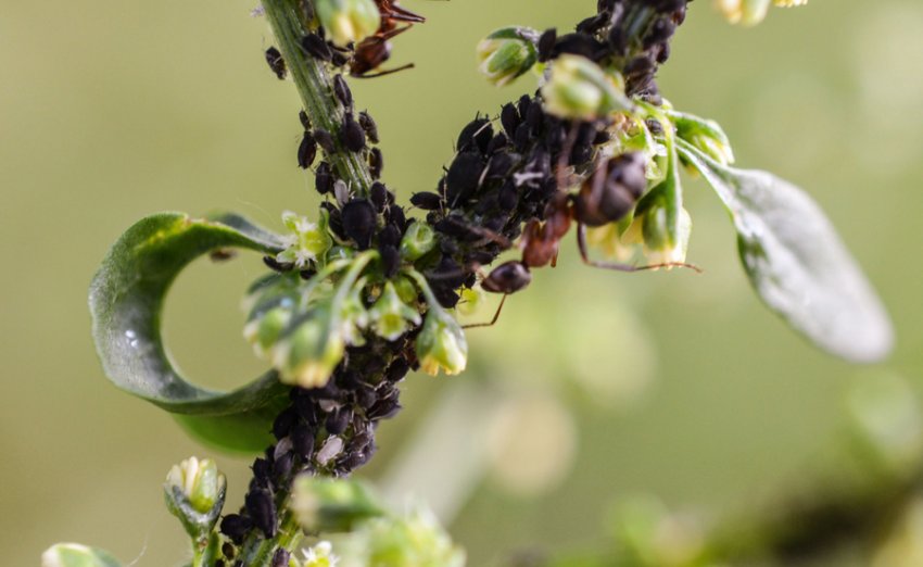 Попелиця на жимолості Попелиця на жимолості