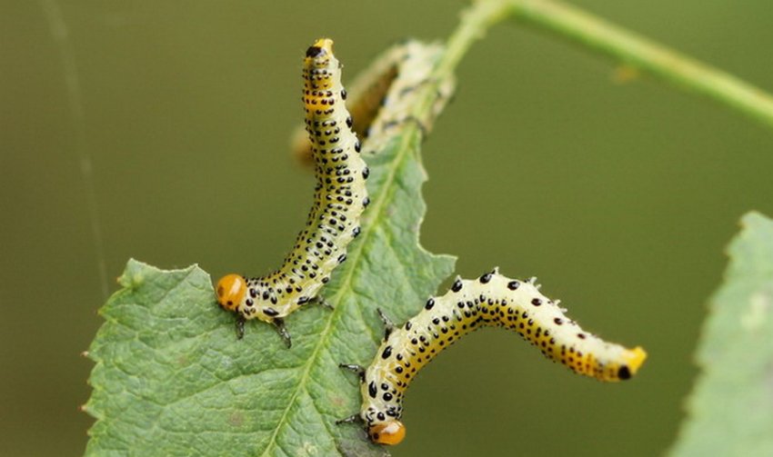 Пильщик жимолостный Пильщик жимолостный