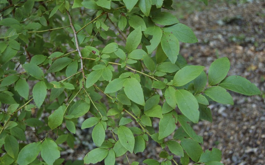 Лисяча лохини