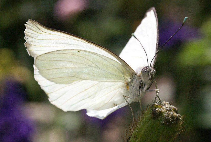 Білокрила метелик