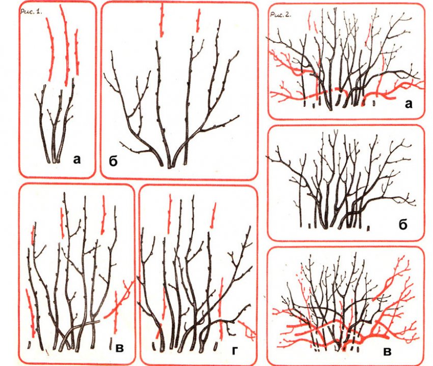 Обрізка смородини
