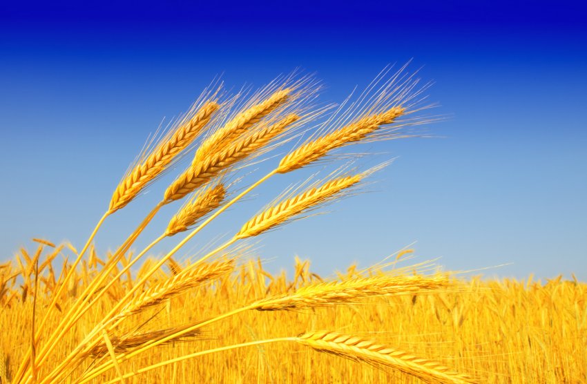 «Перший мільйон»: кримські аграрії хваляться досягненнями «Перший мільйон»: кримські аграрії хваляться досягненнями