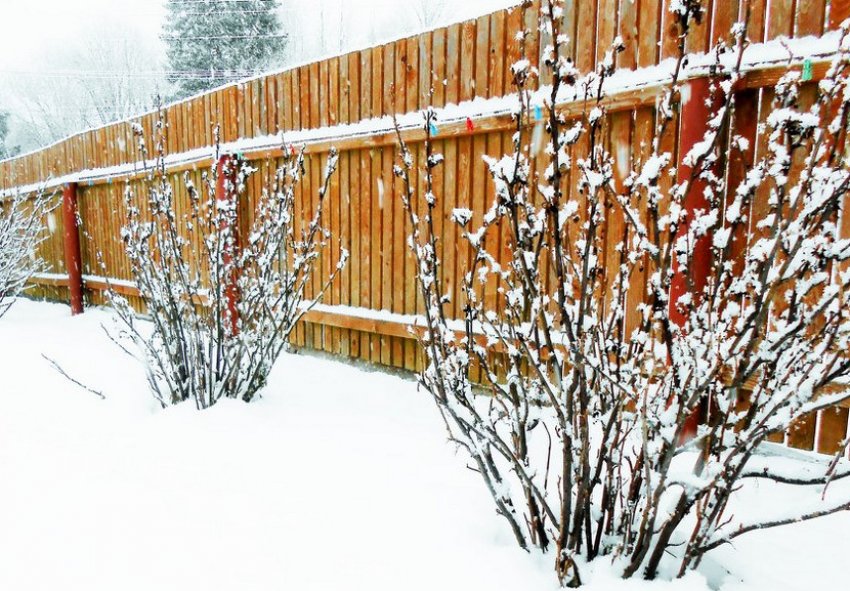 Зимівля смородини