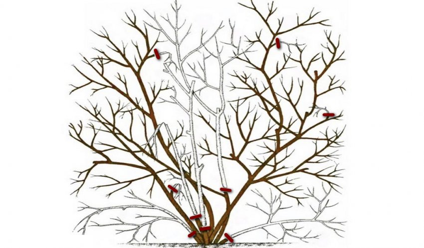 Схема обрізки високорослої глубики