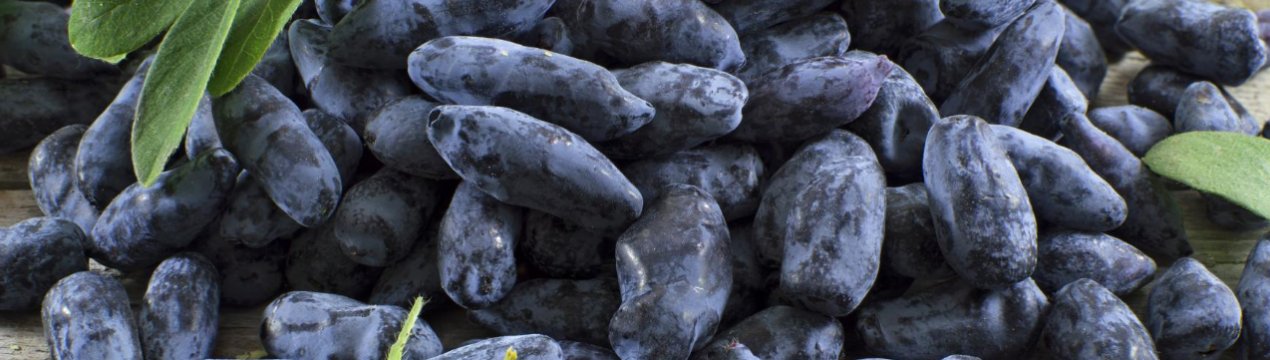 Характеристика та особливості вирощування сорти жимолості Індиго Джем (Indigo Gem)