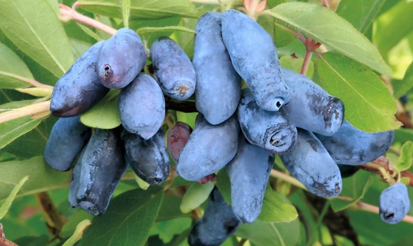 Сорт жимолості їстівної Індиго Джем Сорт жимолості їстівної Індиго Джем