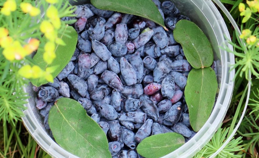 Сорт жимолості їстівної Індиго Джем Сорт жимолості їстівної Індиго Джем