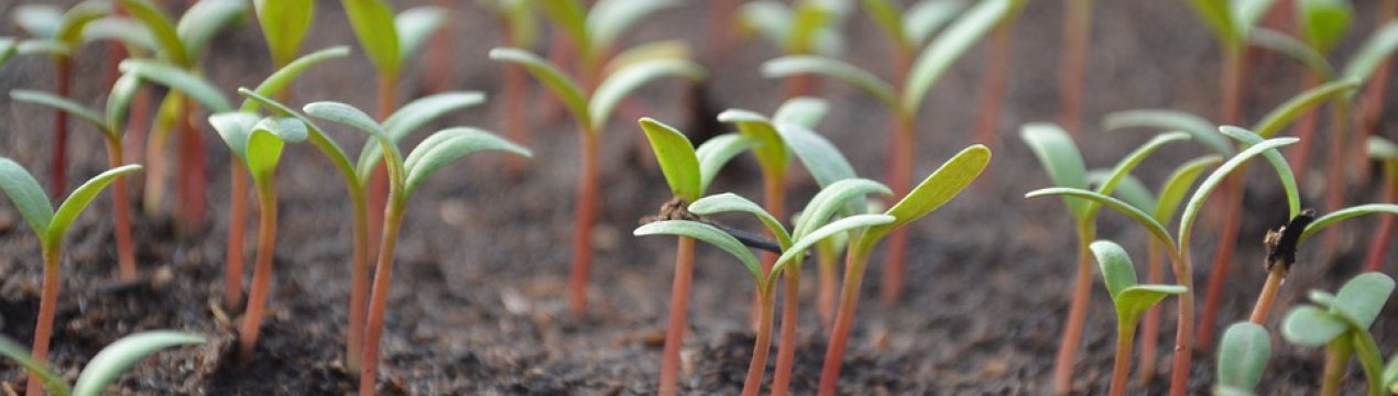 Нові ЗЗР в Україні пройдуть державну реєстрацію