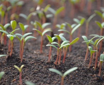 Нові ЗЗР в Україні пройдуть державну реєстрацію