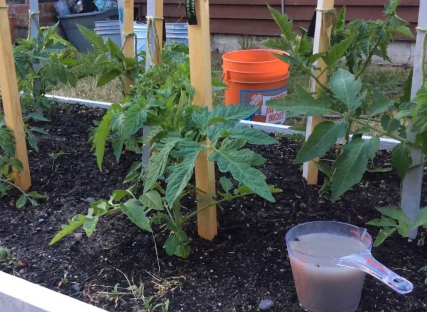 Підживлення помідорів Підживлення помідорів