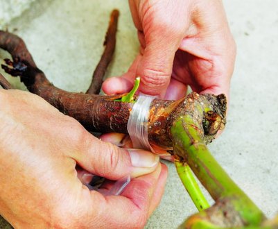 Щеплення троянди, шипшини на шипшина: як, коли і для чого прищеплювати