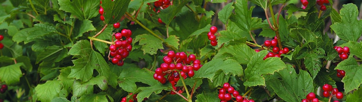 Калина звичайна Компактум: опис, вирощування