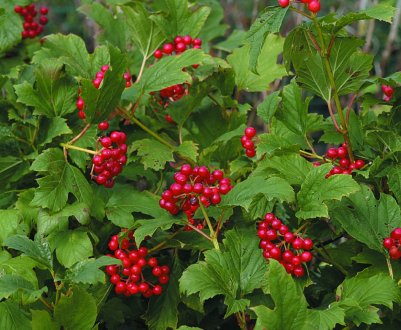 Калина звичайна Компактум: опис, вирощування