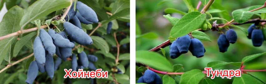 Жимолость Индиго Описание Сорта Фото Отзывы