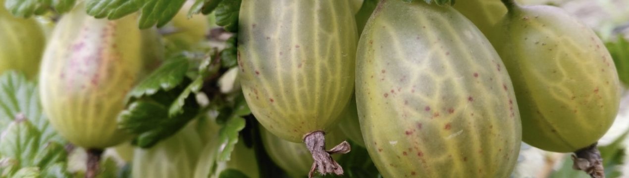 Крыжовник Зелёный бутылочный: характеристика, особенности выращивания и размножения