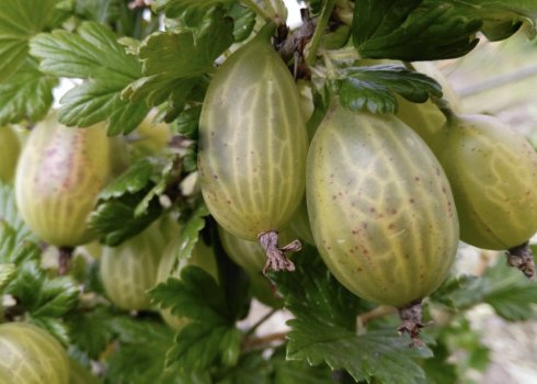 Агрус Зелений пляшковий: характеристика, особливості вирощування і розмноження