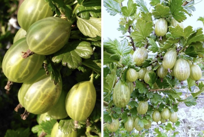 Агрус Зелений пляшковий Агрус Зелений пляшковий