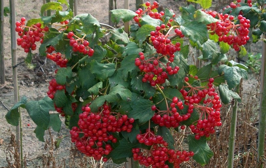 Полив калины летом
