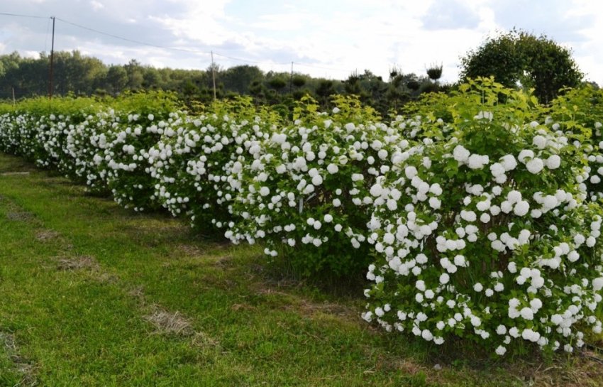 Місце посадки калини
