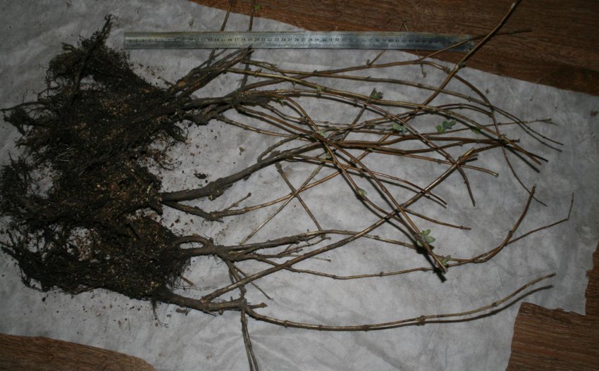 Саджанці жимолості Саджанці жимолості