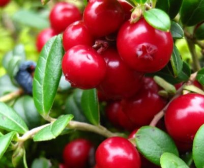 Як виглядає рослина брусниця — садова, дикоросла, ботанічний опис