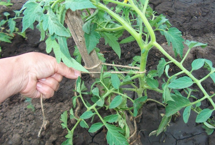 Підв'язування куща Підв'язування куща