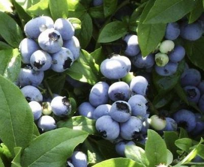 Коли плодоносить лохина: через скільки років після посадки, як часто