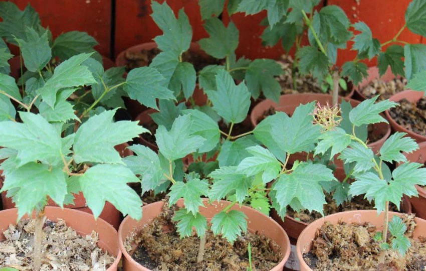 Саджанці калини