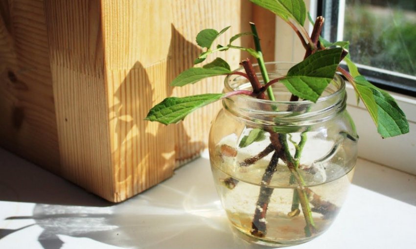 Живців жимолості Живців жимолості