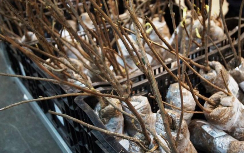 Живців жимолості Живців жимолості