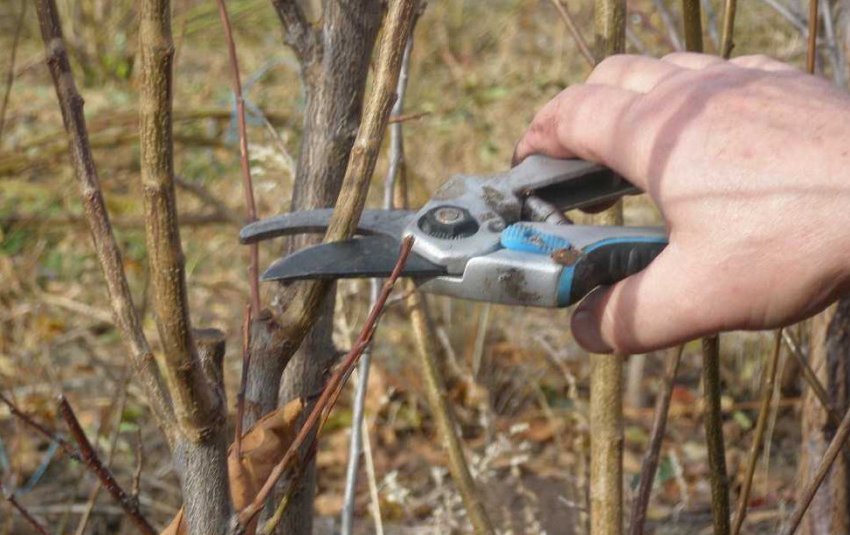 Обрізка калини