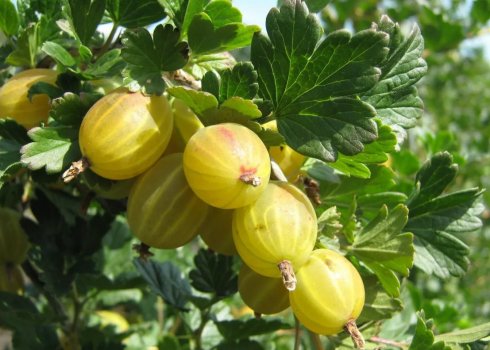 Описание крыжовника сорта Снежана