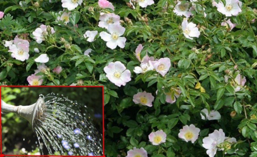 Полив квітучого куща шипшини