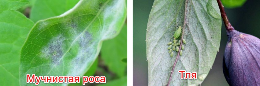 Хвороби і шкідники жимолості Хвороби і шкідники жимолості