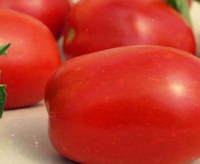 Помідори «Новачок»: опис, агротехніка вирощування