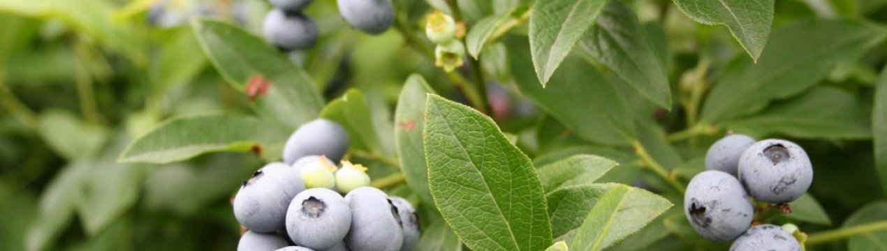 Сорт голубики Норд Кантрі
