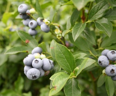 Сорт голубики Норд Кантрі