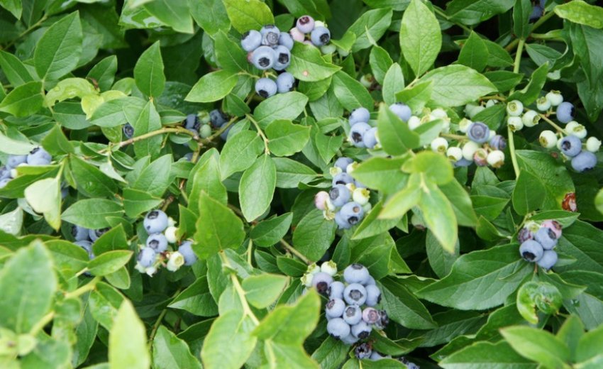 Лохина Норд Кантрі