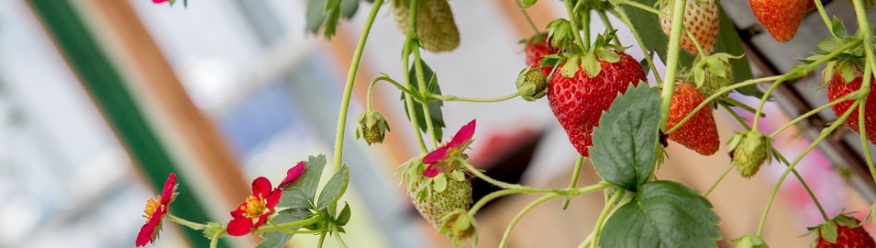 Сорт клубники клеттер стар отзывы. . Сорт клубники клеттер стар отзывы фото. Сорт клубники клеттер стар отзывы-. картинка Сорт клубники клеттер стар отзывы. картинка . Наверняка, многие из моих читателей не раз на просторах интернета и даже во вполне респектабельных печатных изданиях для дачников встречали рекламу «вьющейся клубники». Заманчивая, конечно, культура! Но, к сожалению, в природе не существующее растение. «Вьющейся клубники» не бывает, поскольку у нее нет побегов, способных цепляться за опоры. Хотя есть усы, с помощью которых некоторые сорта земляники стелются по земле.