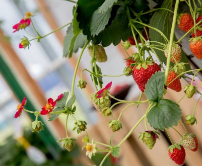 Характеристика і опис сортів полуниці ампельної