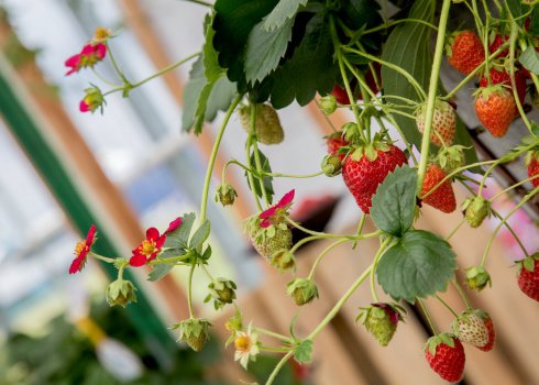 Характеристика і опис сортів полуниці ампельної